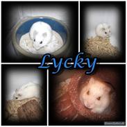 Hamster Lucky
