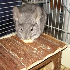 Chinchilla Bella