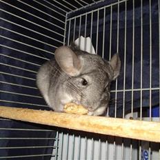 Chinchilla Bella
