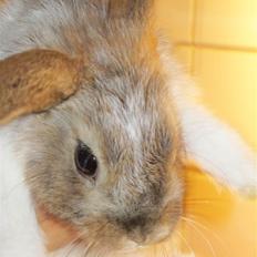 Kanin Otto <3 selvom det er en hun hedder hun otto