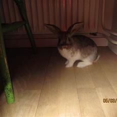 Kanin Otto <3 selvom det er en hun hedder hun otto