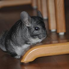 Chinchilla Hugo