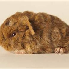 Marsvin Rosemary Little Feet <3