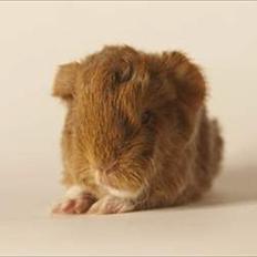 Marsvin Rosemary Little Feet <3