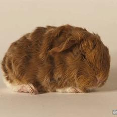 Marsvin Rosemary Little Feet <3