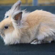 Kanin Kandie's Natzuki Alfa