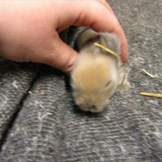 Kanin Kandie's Natzuki Alfa