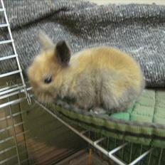 Kanin Kandie's Natzuki Alfa