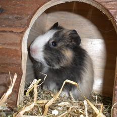 Marsvin Snøffel Snoopy