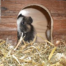 Marsvin Snøffel Snoopy