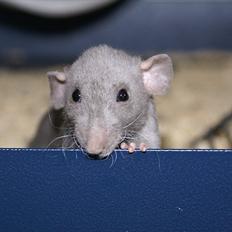 Tamrotte Kungfu | DayDream *Skalde*