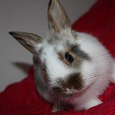 Kanin | Tumpe's Tyksen.