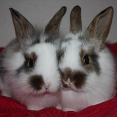 Kanin | Tumpe's Tyksen.