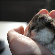 Dværghamster Milo (Tykkemusen) R.I.P