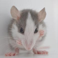 Tamrotte Soda Springs