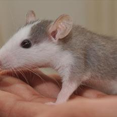 Tamrotte Soda Springs