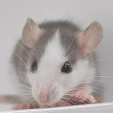 Tamrotte Soda Springs