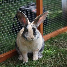 Kanin Sofiagaarden's Speed Ball  |  KLUBMESTER 2011