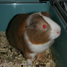 Marsvin Alfred *Mors*