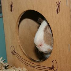 Marsvin Alfred *Mors*