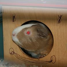 Marsvin Alfred *Mors*