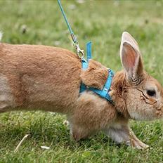 Kanin Shine my Sonny