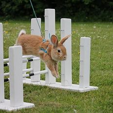 Kanin Shine my Sonny