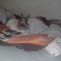 Kanin Fnuggi † R.I.P. † *Savner dig*