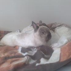 Kanin Fnuggi † R.I.P. † *Savner dig*