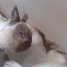 Kanin Fnuggi † R.I.P. † *Savner dig*