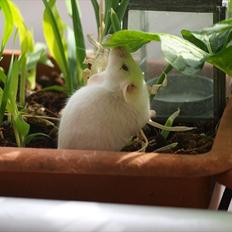 Mus Stald picnic's bonus