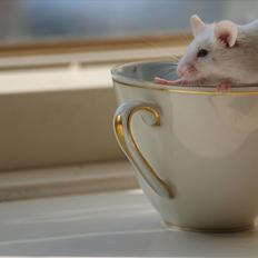 Mus Stald picnic's bonus