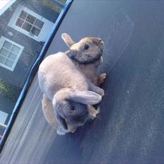 Kanin Rubin's Limelight 