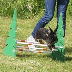 Kanin Fionas Casablanca