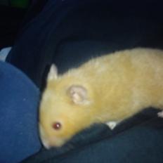 Hamster Hugo