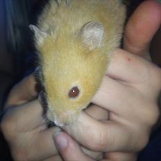 Hamster Hugo