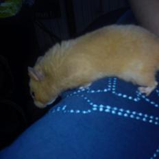 Hamster Hugo