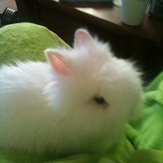 Kanin Dværg Teddy flocke( keld)