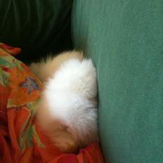 Kanin Dværg Teddy flocke( keld)