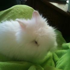 Kanin Dværg Teddy flocke( keld)