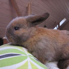 Kanin Skovly's Messi, Min guldklump *;<3