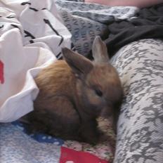 Kanin Skovly's Messi, Min guldklump *;<3