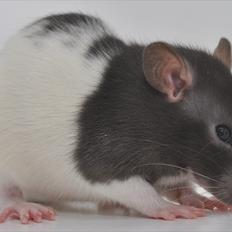 Tamrotte West Coast Charles Darwin