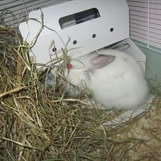 Kanin Hr. Vimse [Tidliger gnaver]