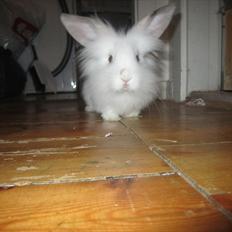 Kanin Hr. Vimse [Tidliger gnaver]