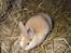 Kanin Ziggy's Nala |Solgt| - Baby-Nala <3