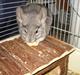 Chinchilla Bella
