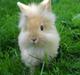 Kanin Tot *Charme, selvtillid og lækkert hår!:-)