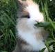 Kanin Gizmo