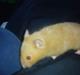 Hamster Hugo